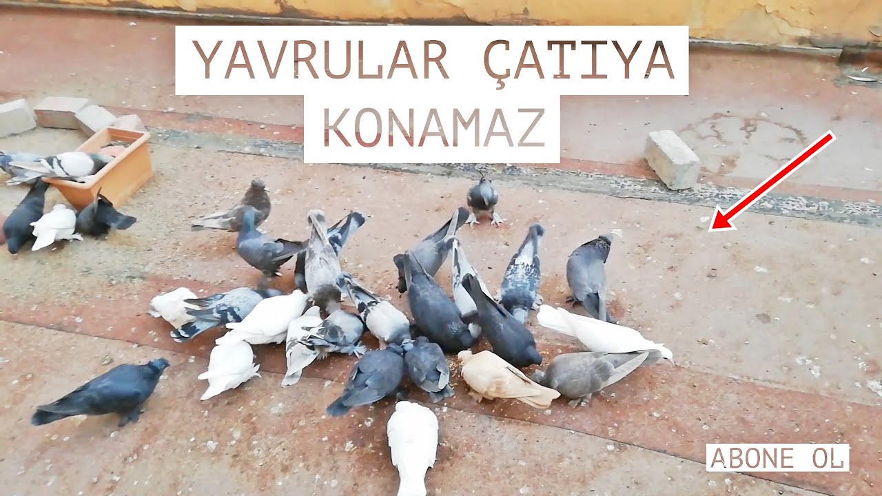 Ankara oyunlu taklacı uçuş eğitimi part 4