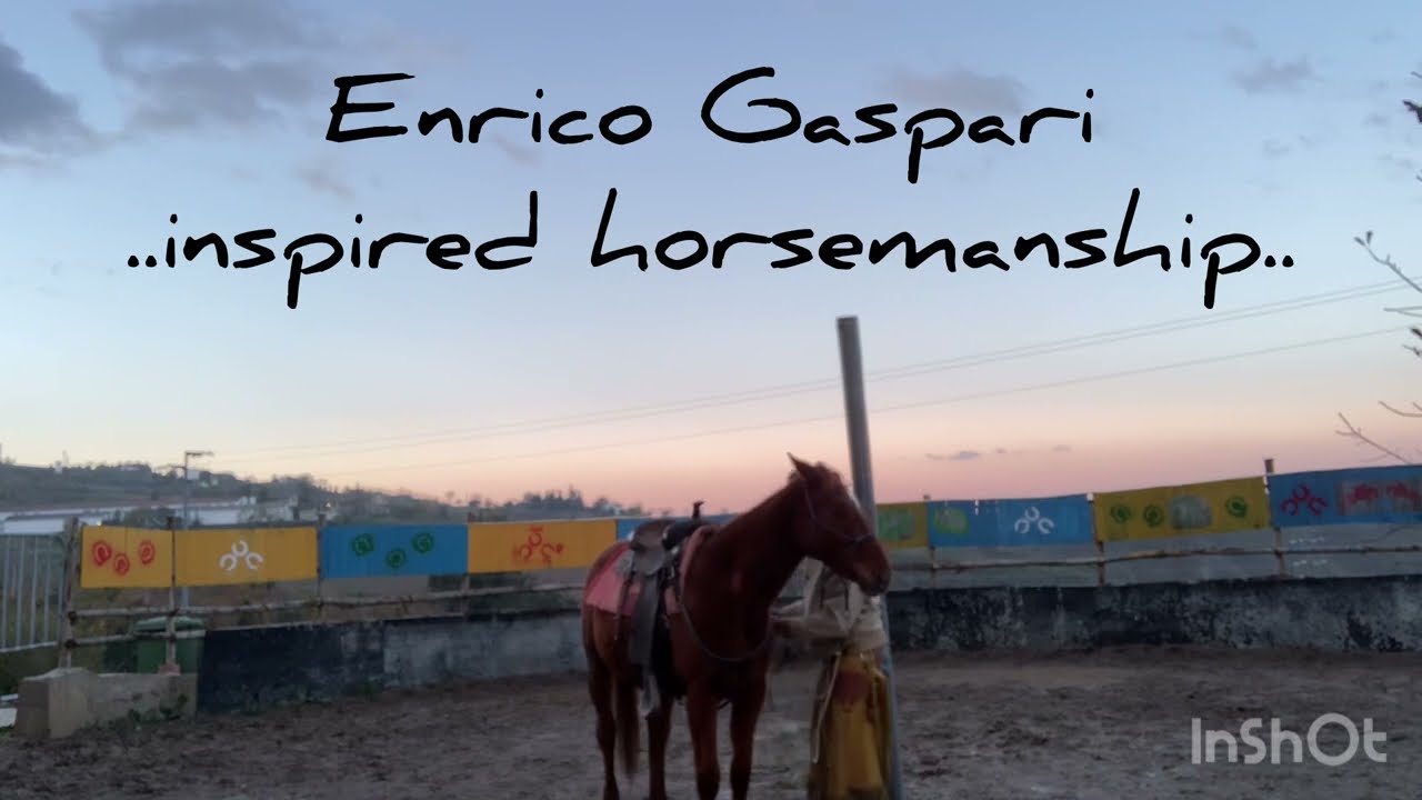 EG HORSES - Doma da terra puledro Anglo Arabo di 2 anni stallone