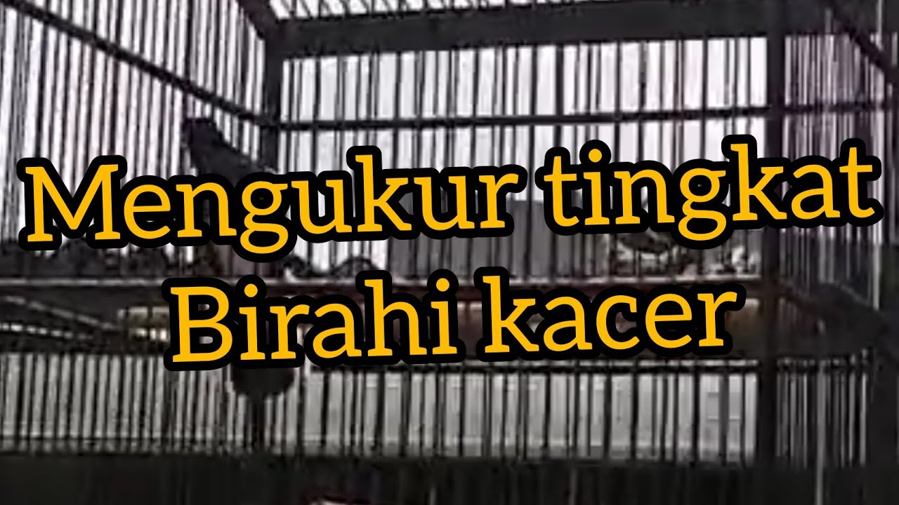 mengukur birahi Kacer tipe dingin