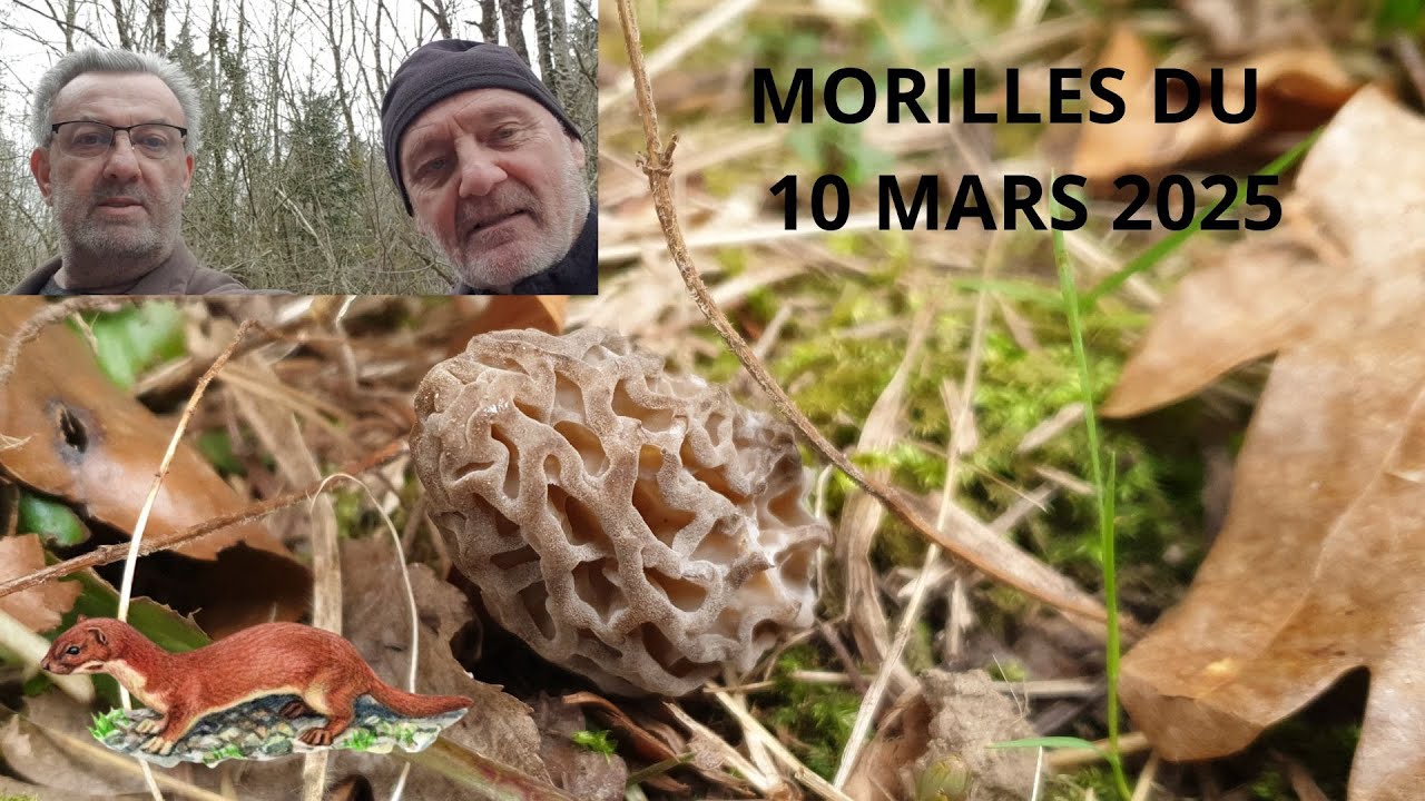 𝐌𝐎𝐑𝐈𝐋𝐋𝐄𝐒 𝐒𝐎𝐑𝐓𝐄𝐍𝐓 𝐄𝐍 𝐍𝐎𝐌𝐁𝐑𝐄 𝐂𝐄 𝟏𝟎 𝟎𝟑 𝟐𝟎𝟐𝟓 🌲🍄🌳