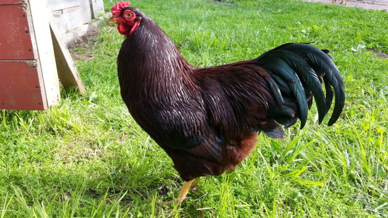 Buckeye Chickens | Dual-Purpose Mousers