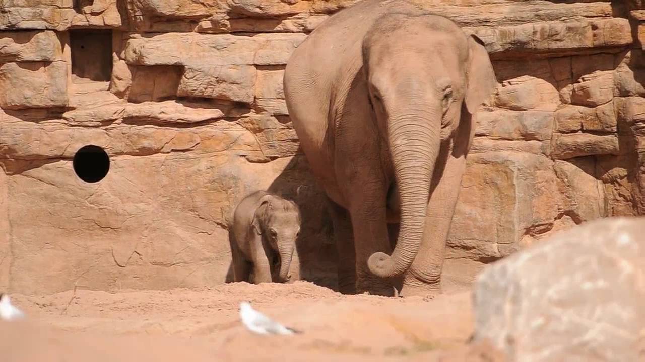 Baby elephant joins the herd at Chester Zoo