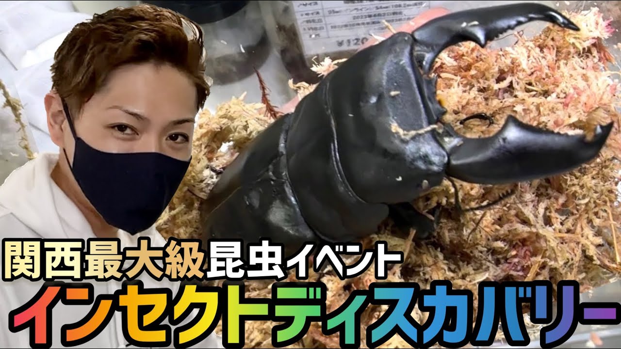 【昆虫イベント】今年初のインセクトディスカバリーには凄い生体がたくさんいた...（前編）
