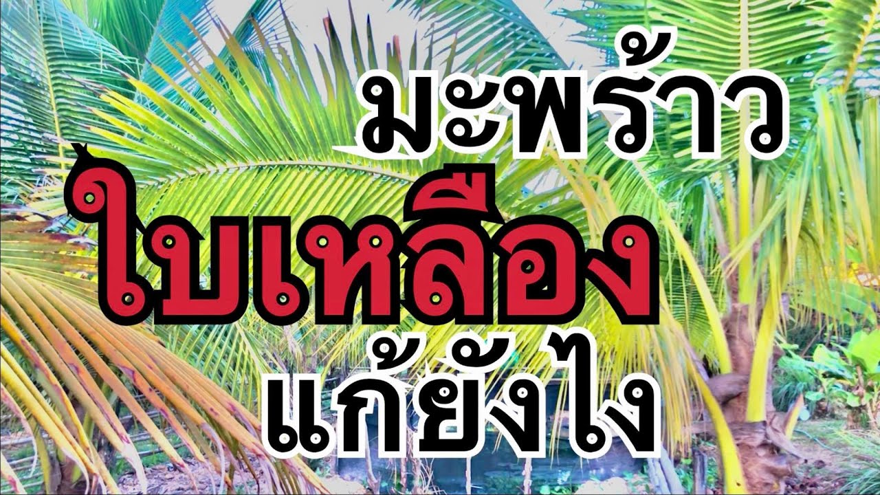 วิธีแก้มะพร้าวใบเหลือง