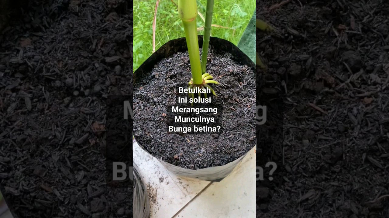 Penyebab terlambatnya muncul bunga betina karena kekurangan unsur ini? #jagung #pupukjagungmanis