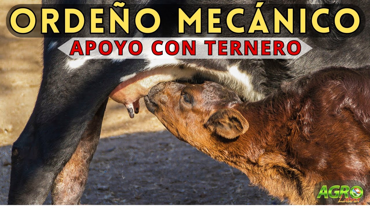 ORDEÑO MECÁNICO Apoyo con Ternero