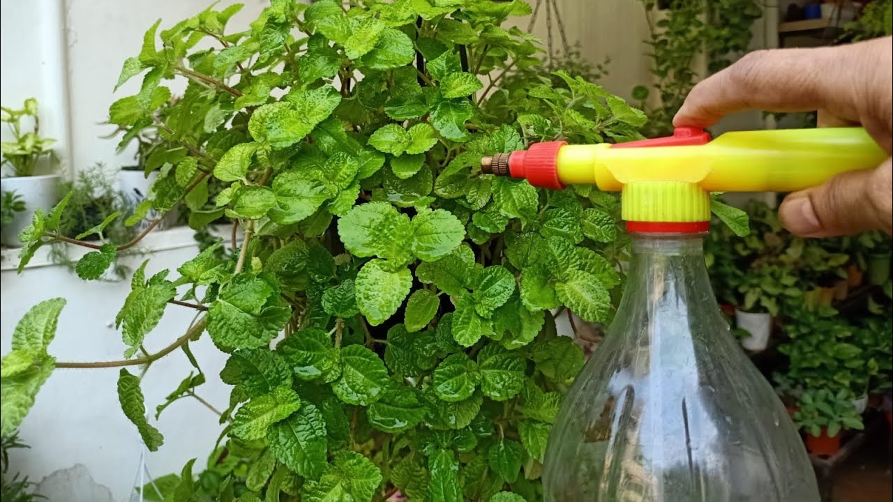 5 красивых подвесных корзин с многолетними растениями, которые вам обязательно понадобятся