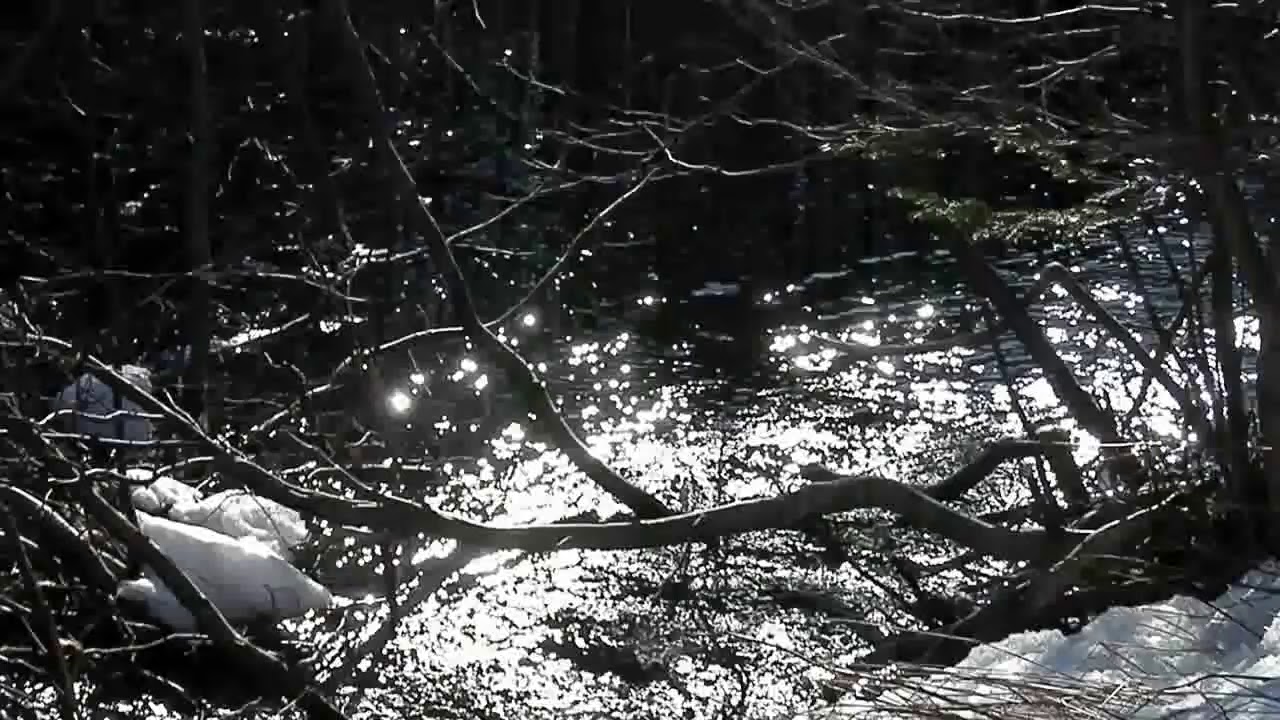 Babbling Brook in my Backyard - I Love That Sound!