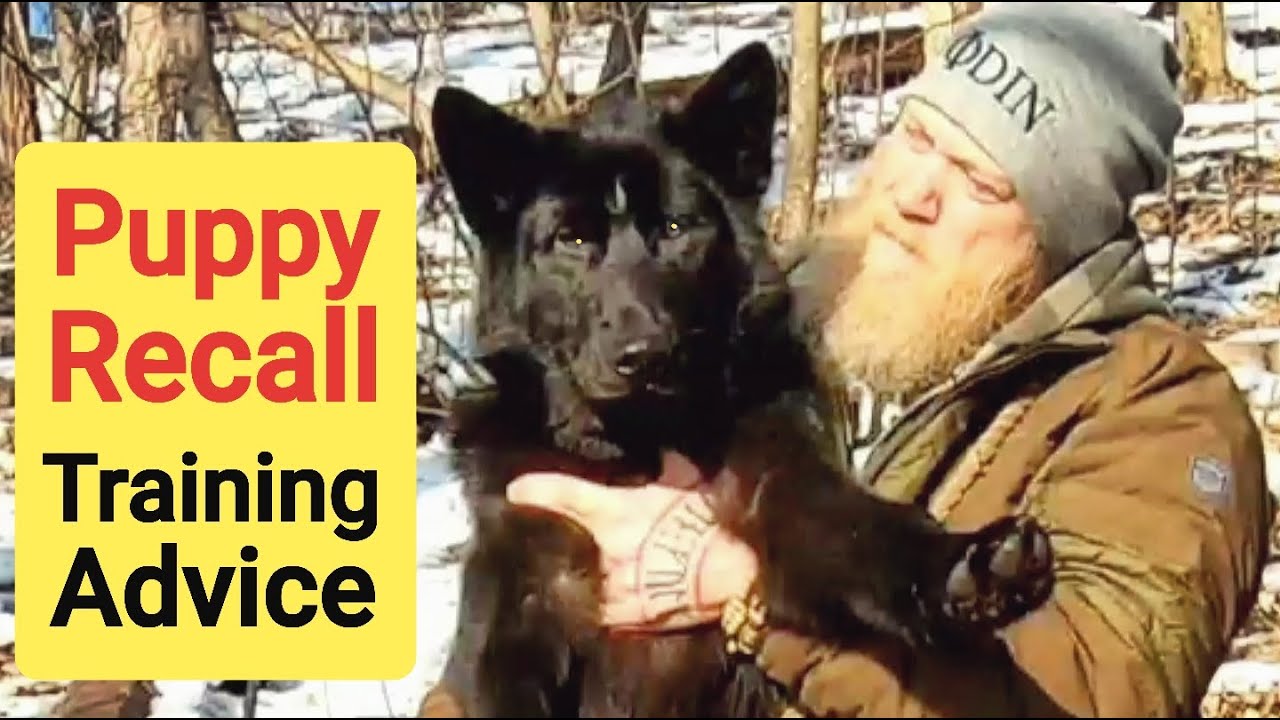 Off Leash Recall with Puppies - My Advice & Technique
