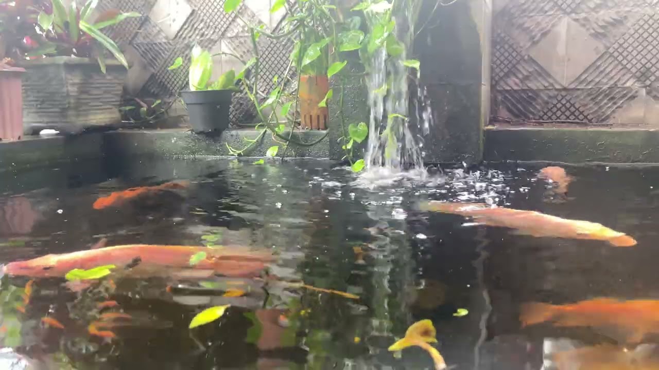 Relaxing Nature Sound: Front House Fish Pond Water for Sleep & Meditation #relaxwatersound