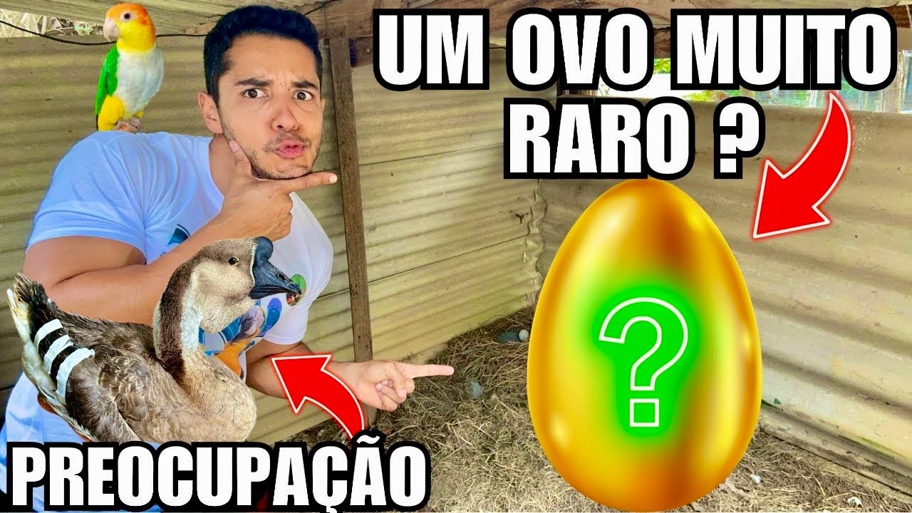Apareceu um OVO no NINHO MISTERIOSO | Preocupação com o Ganso Golias | Aves Recriar