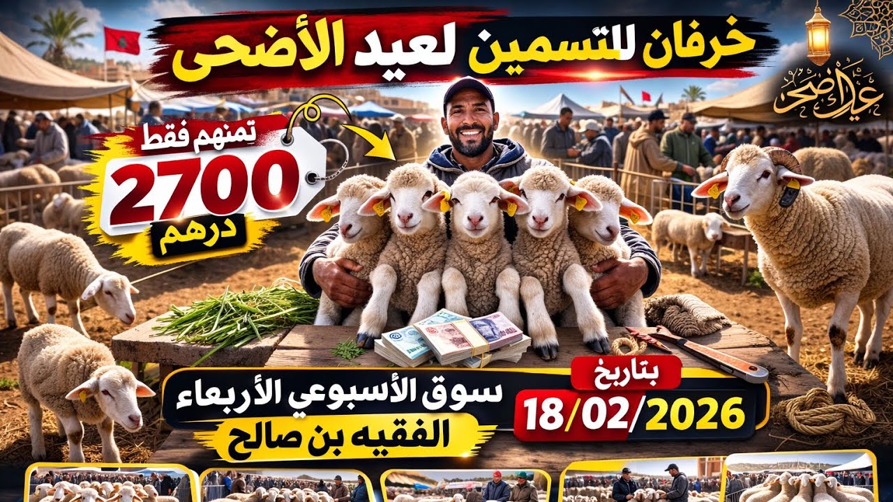 فيديو من قلب سوق الأربعاء الفقيه بن صالح مع عرض الأثمنة لكل من خرفان الكبار و الصغار مؤهلين للتسمين 