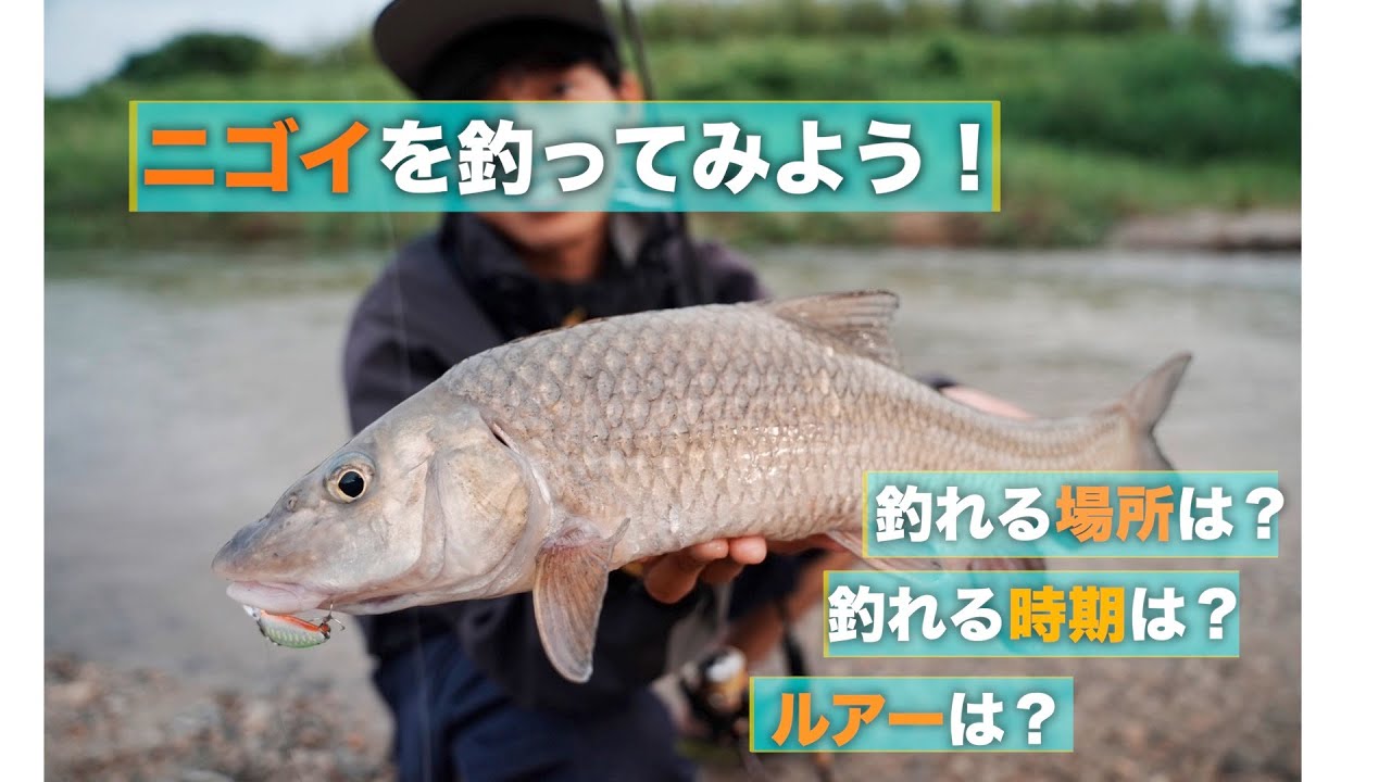 ニゴイを釣ってみよう！時期は？場所は？ルアーは？