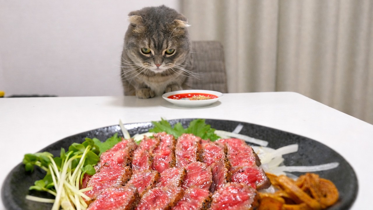 Кот выпустил внутреннего зверя из-за вагю! (Русские субтитры)