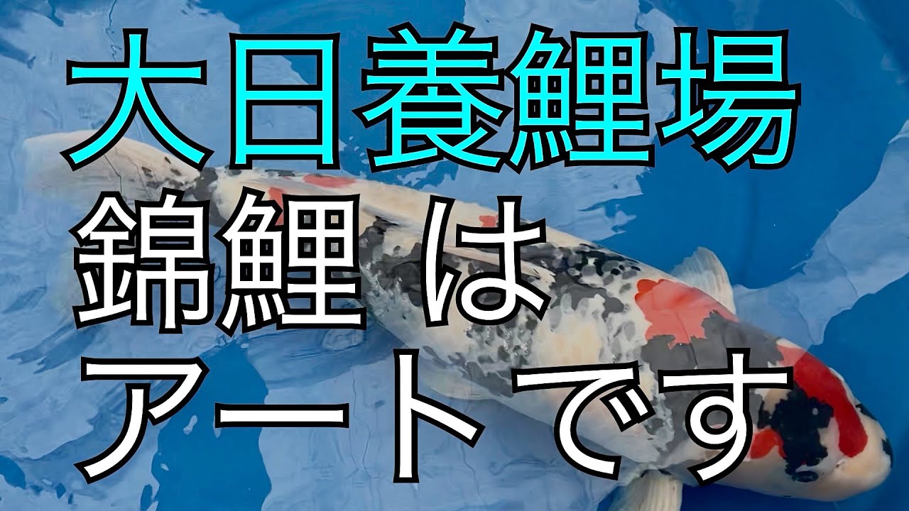 Super Koi Talk 2-4