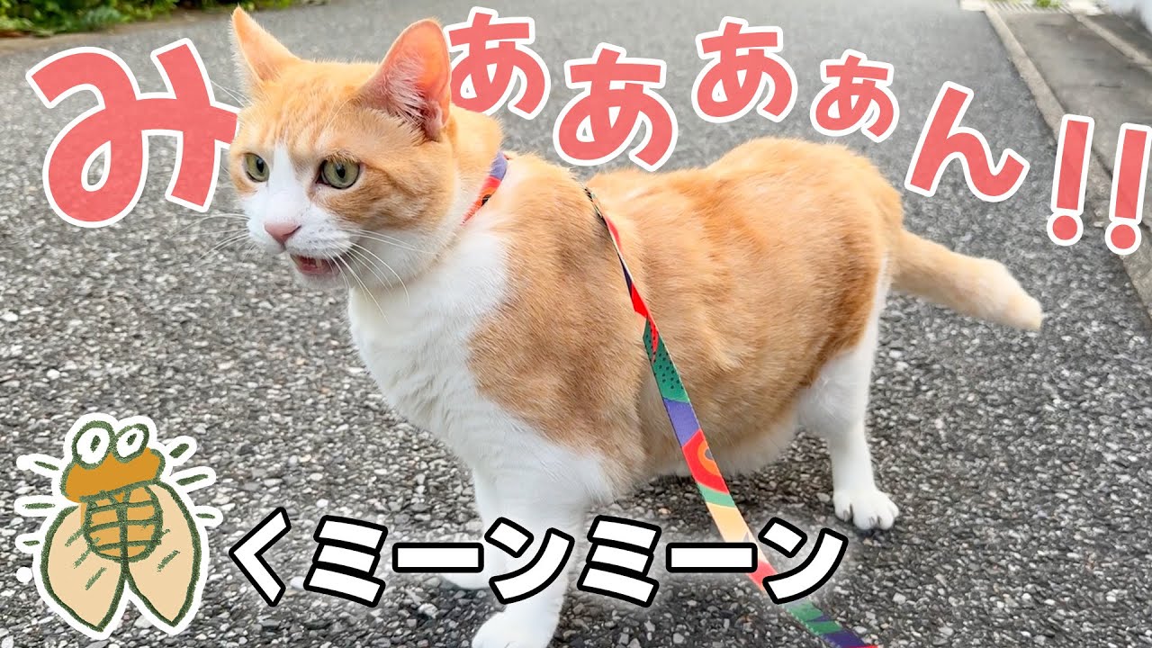 散歩中にセミの鳴き声に共鳴して鳴き始めてしまう猫