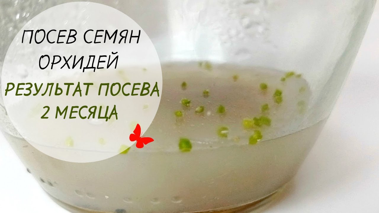Посев СЕМЯН ОРХИДЕЙ. РЕЗУЛЬТАТЫ ПОСЕВА спустя 2 месяца.