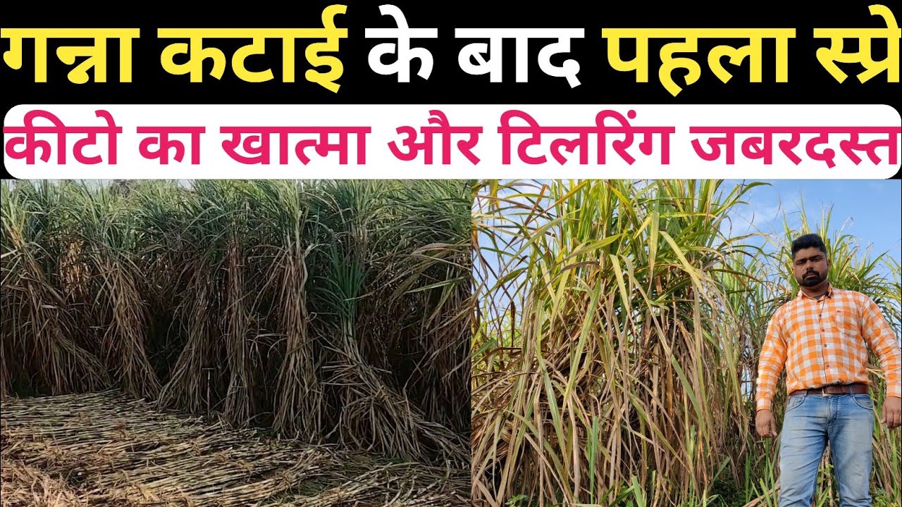 गन्ना कटाई के बाद पहला स्प्रे और जबरदस्त कल्ले,कीटो का खात्मा