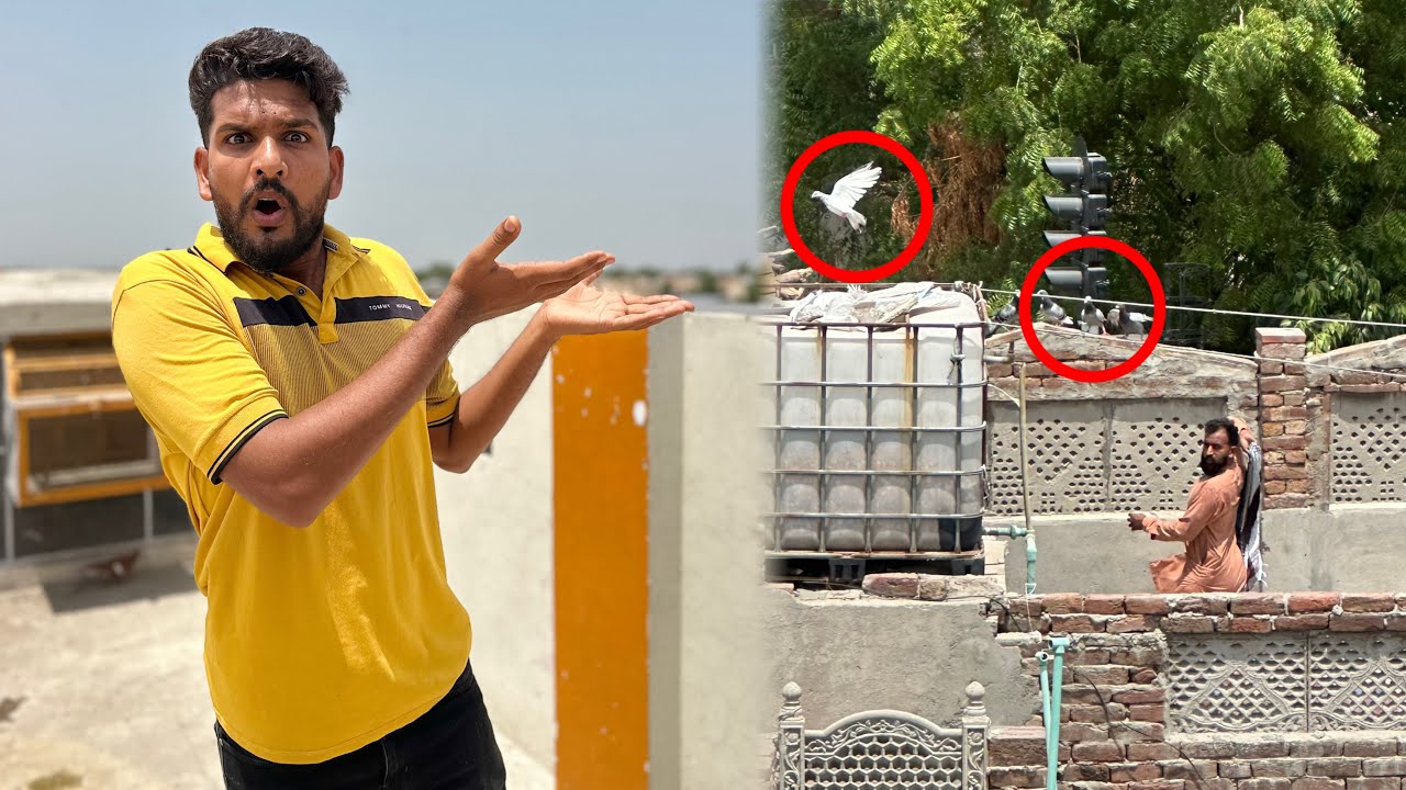 Color Walay kabutar utar Liye or 2 kabutar nikal gaye 😳😱