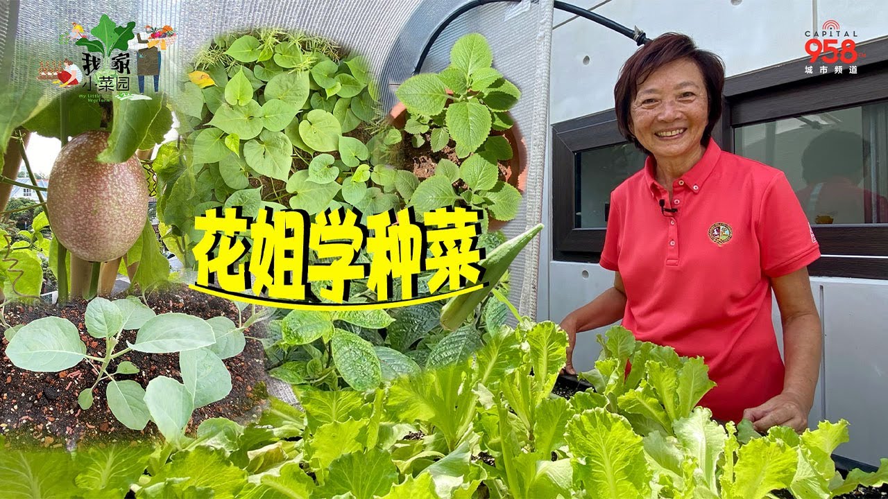 【我家小菜园】花姐退休后变种菜高手！