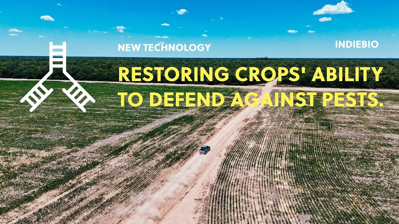 Restoring crops' ability to defend against pests