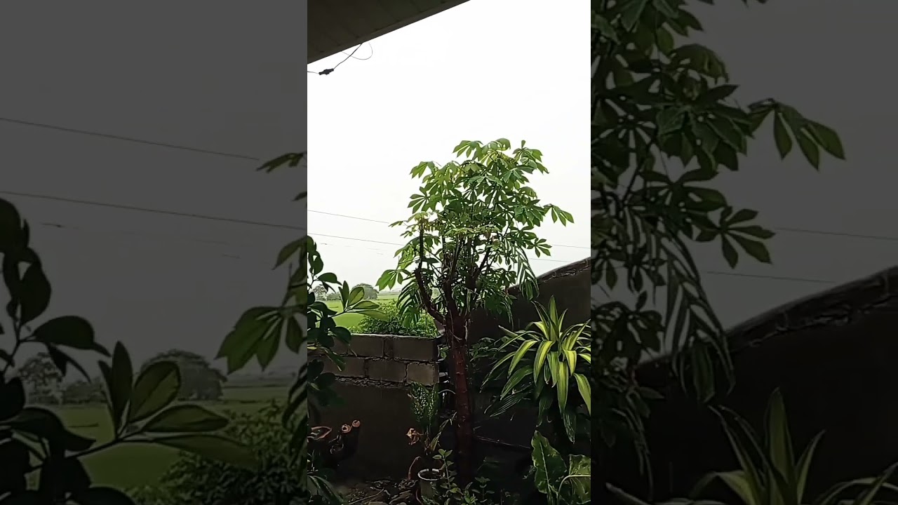dilim na umaga #nature #viralvideo #letsfriends #weatherupdate #raingarden