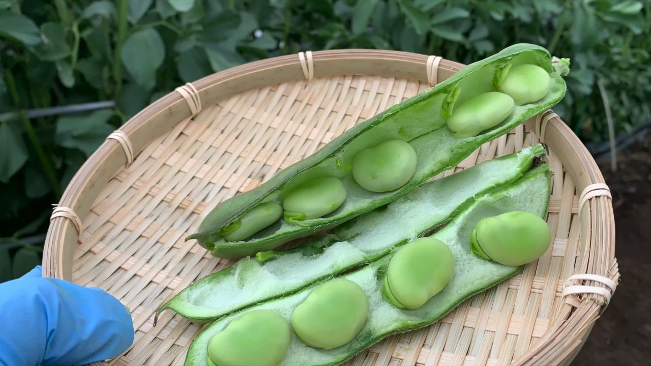 ソラマメの収穫するタイミングと栽培後半の管理　20/5/6
