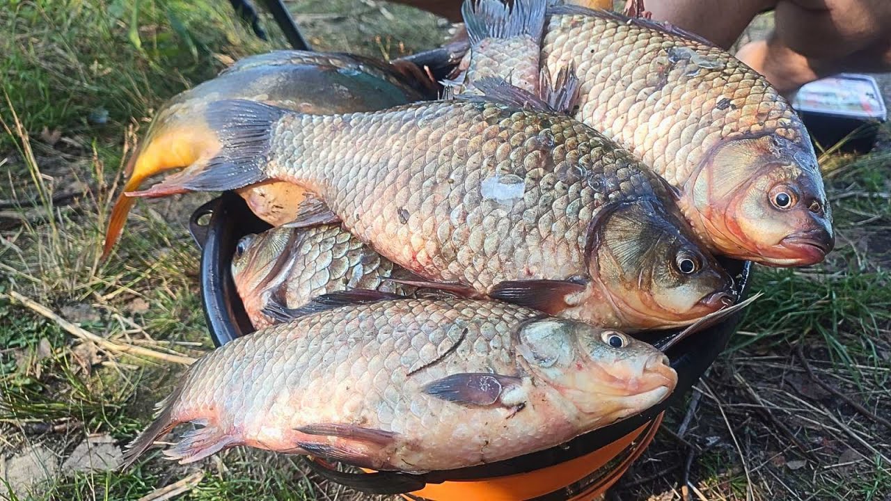 Карасі КАБАНИ клюють ВІДРАМИ а за ними КОРОПИ, Рибалка по порядку