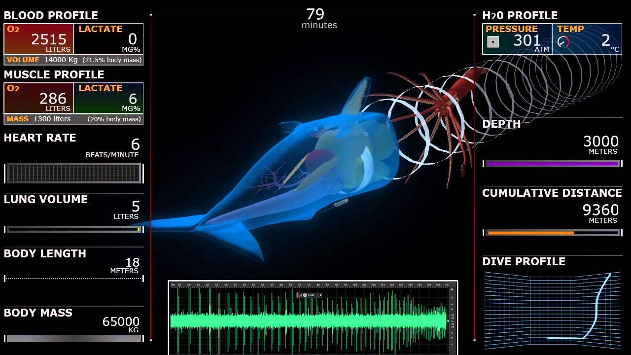 FW 302: Sperm whale dive, 3D simulation
