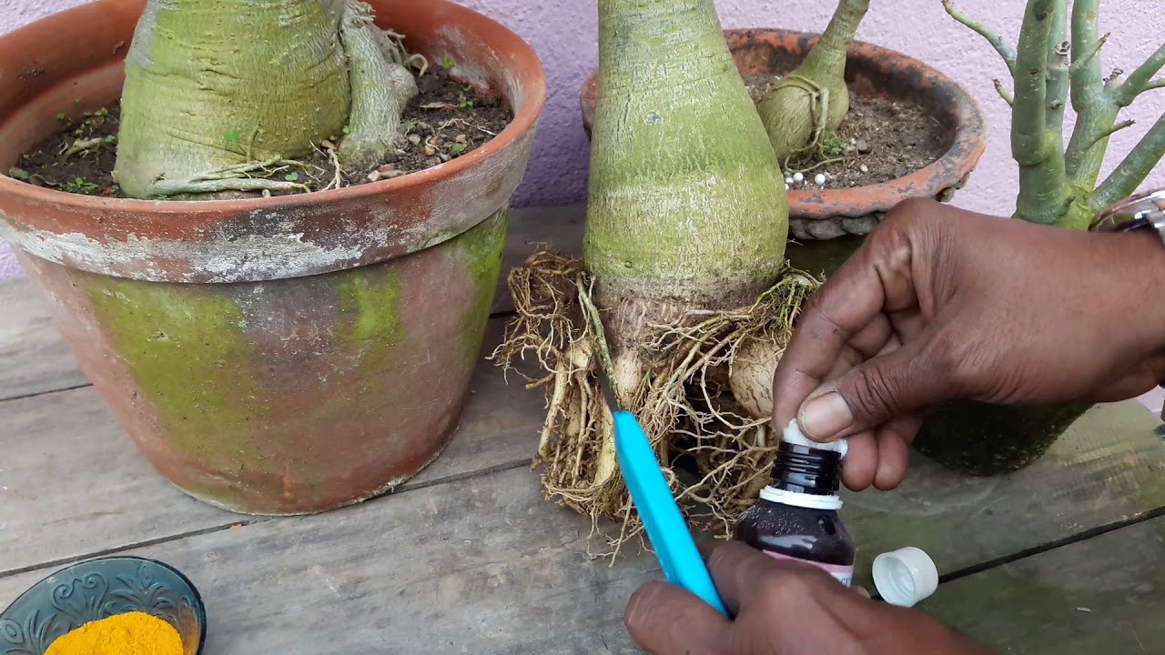 অ্যাডেনিয়াম প্রুনিং, বেস্ট টাইম/How to Prune Adenium,Best time