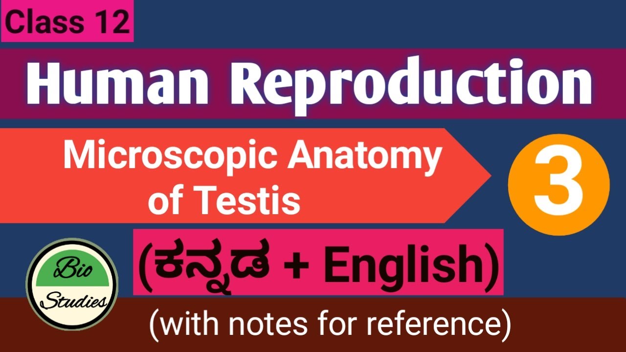 Class 12 - Human Reproduction - Microscopic Anatomy of Testis - 03