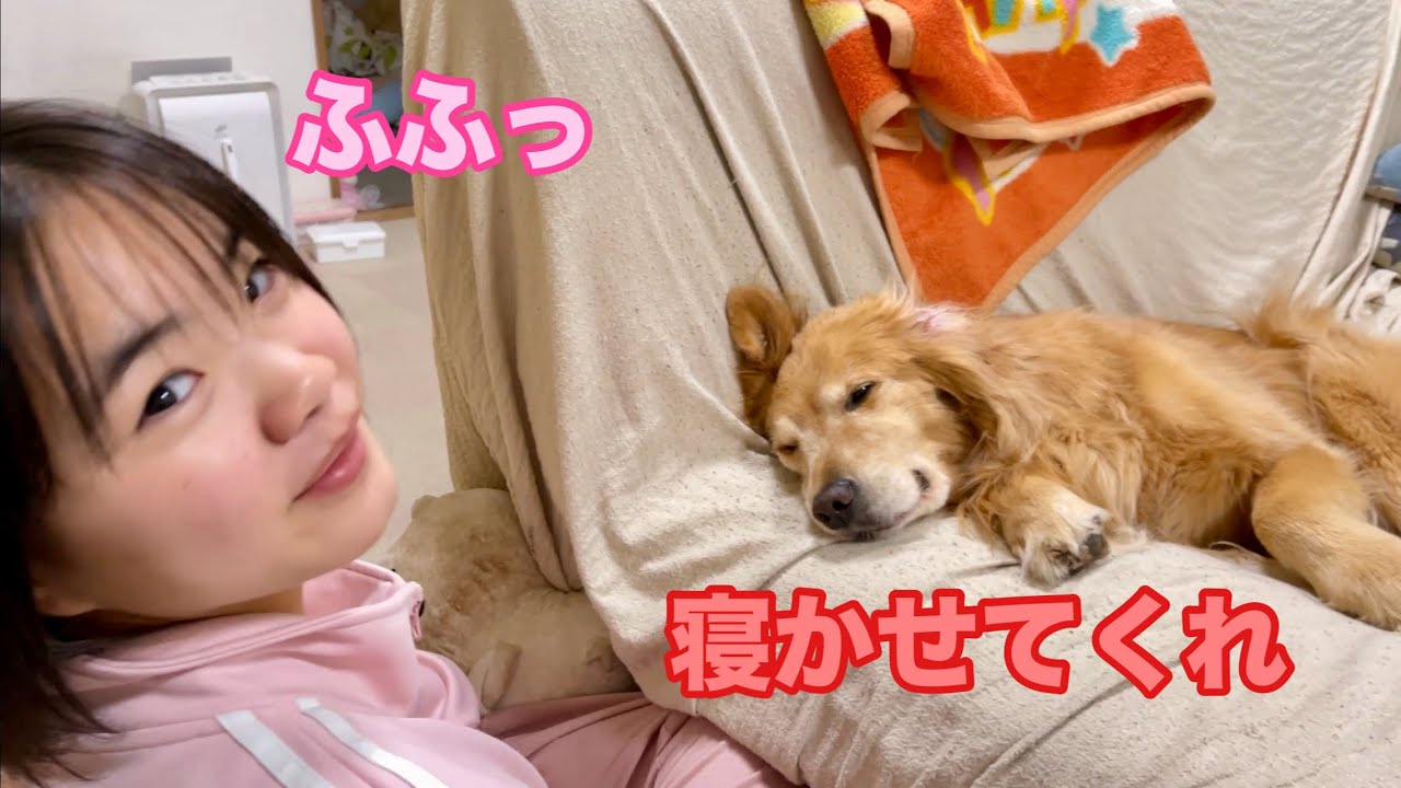 イタズラっ娘な姉に振り回される大型犬クッキー【ゴールデンレトリバーとミニチュアダックスフンド】