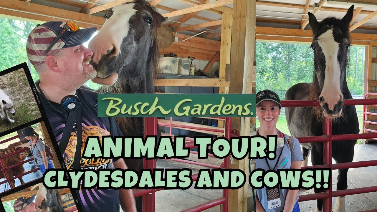 BTS ANIMAL TOURS | CLYDESDALES AND CATTLE | BUSCH GARDENS