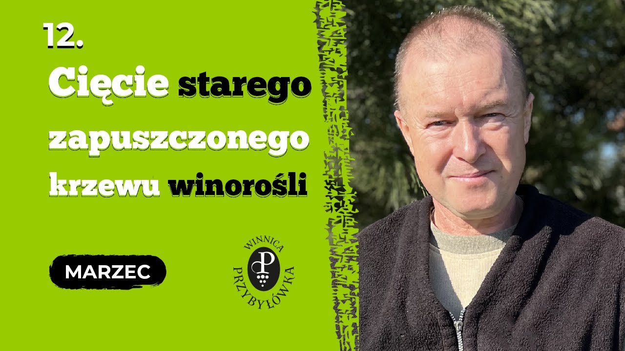 Jak przyciąć i ożywić stary, zapuszczony krzew winorośli?