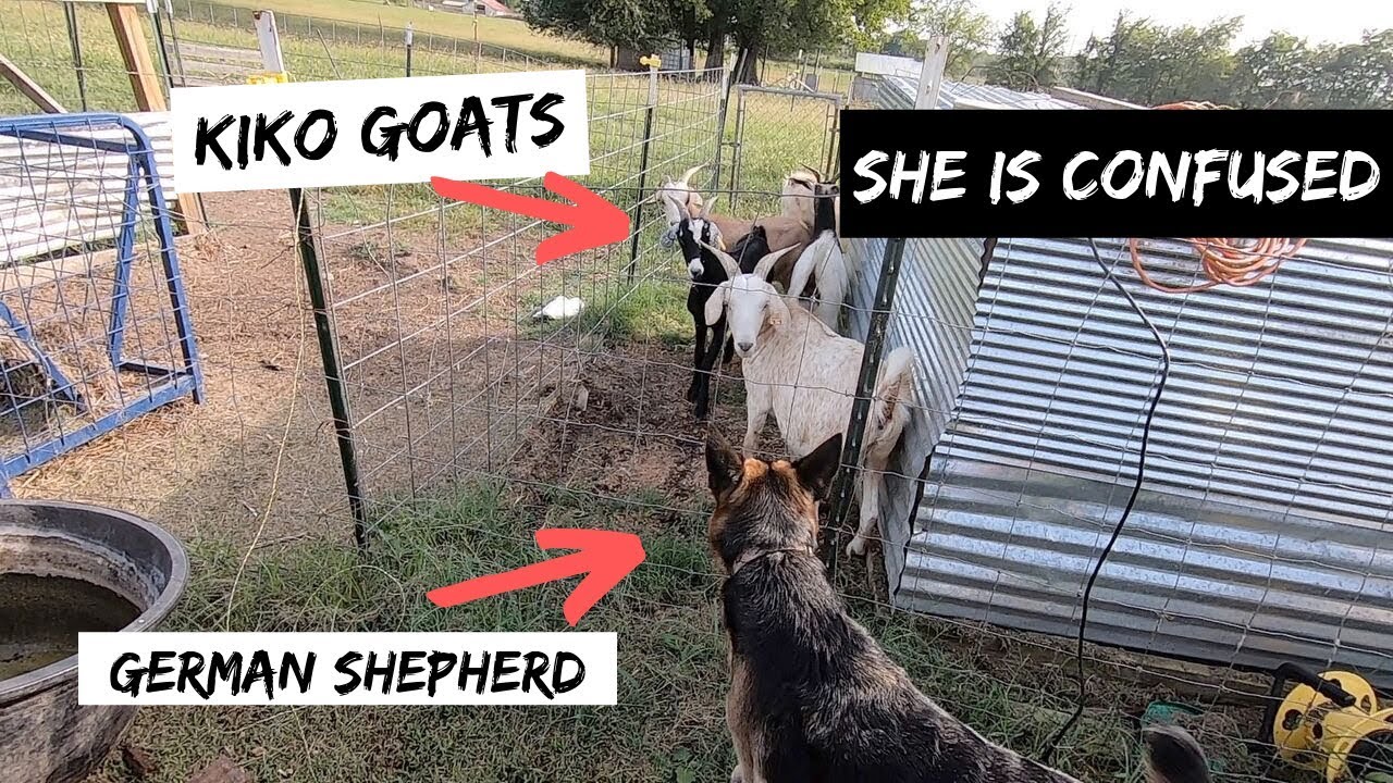 I Just Bought My First Meat Goats My German Shepherd Is Confused