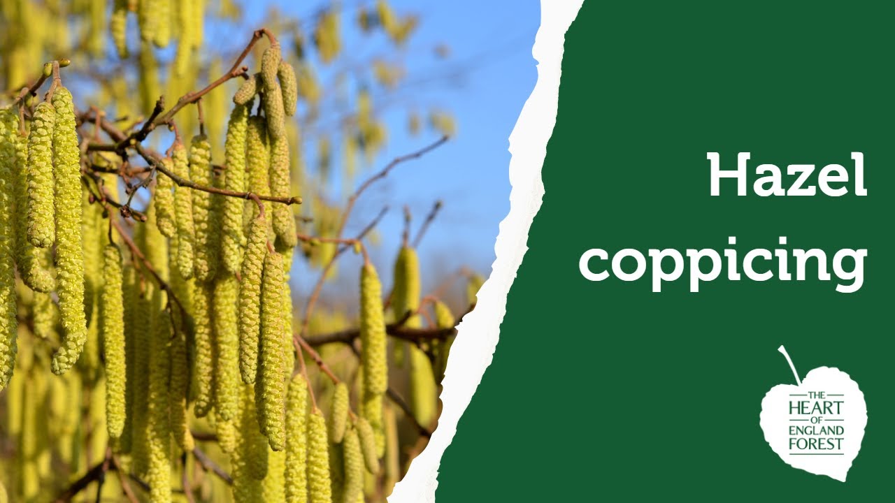 Woodland and Habitat Management: Hazel coppicing