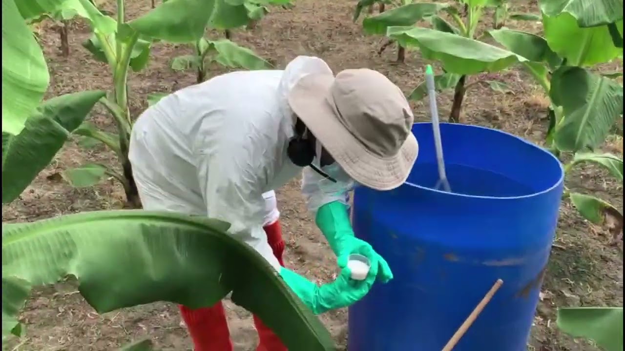 VELUM PRIME APPLICATION - BANANA