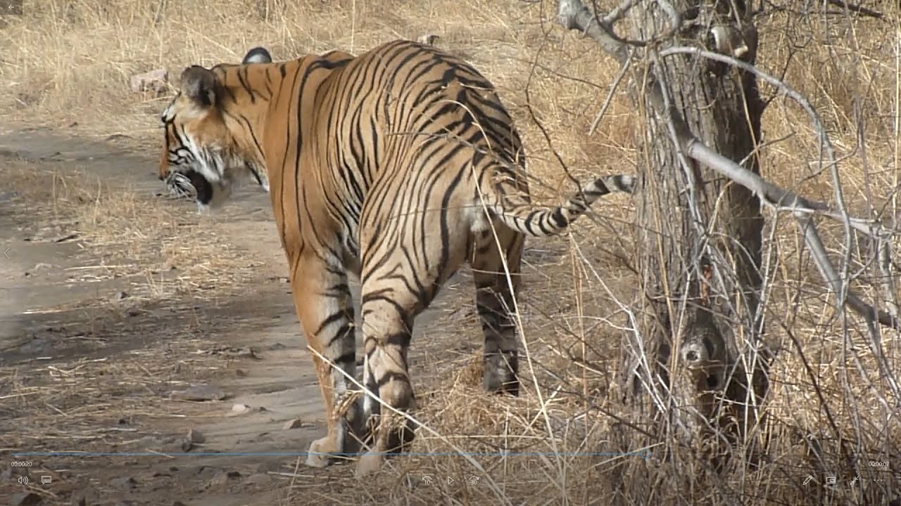 Handsome Tiger Pooping in the open forest | Tiger doing potty in forest