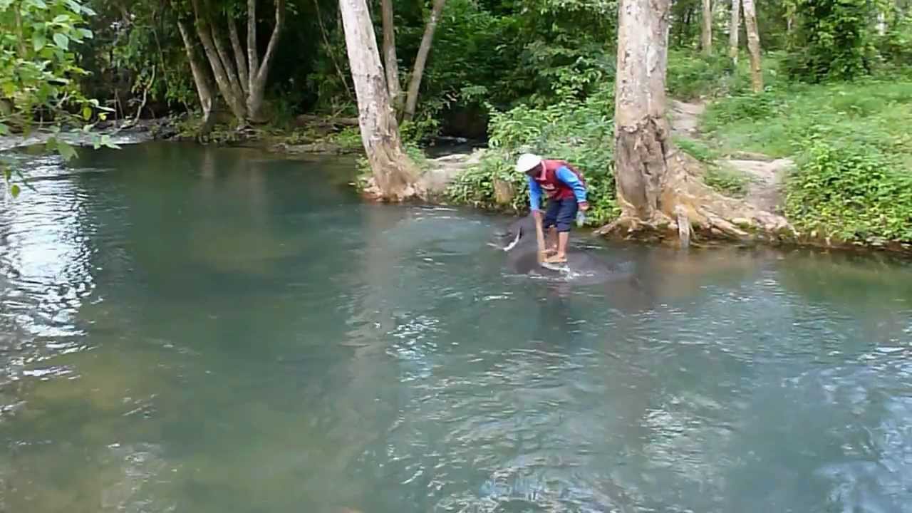 Elephant having a bath at Nosey Parker's Elephant Camp Krabi, Ao Nang, Thailand