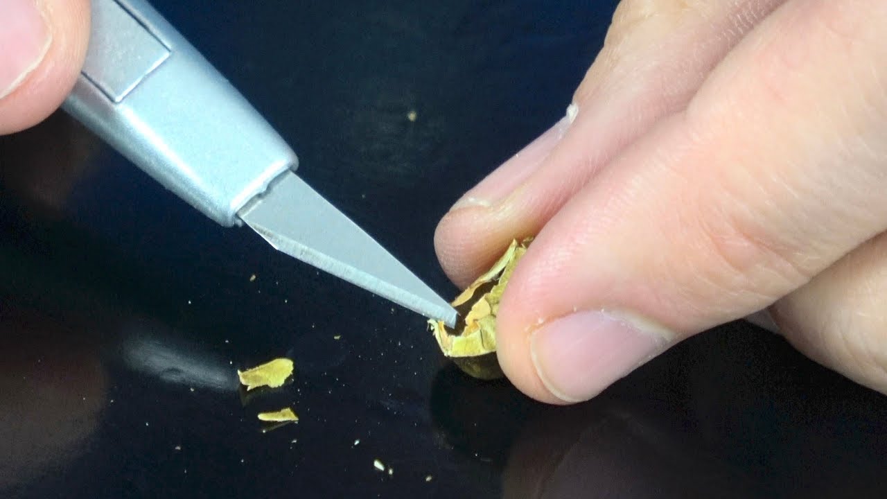 Whats inside a Mexican Jumping Bean?