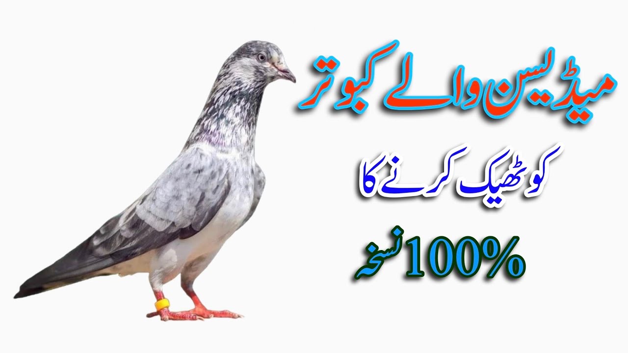 kabooter ki wapsi par sambhal wala pani || Parwaz Se Wapsi Par Kabootar Ki Smbhal KaTarika