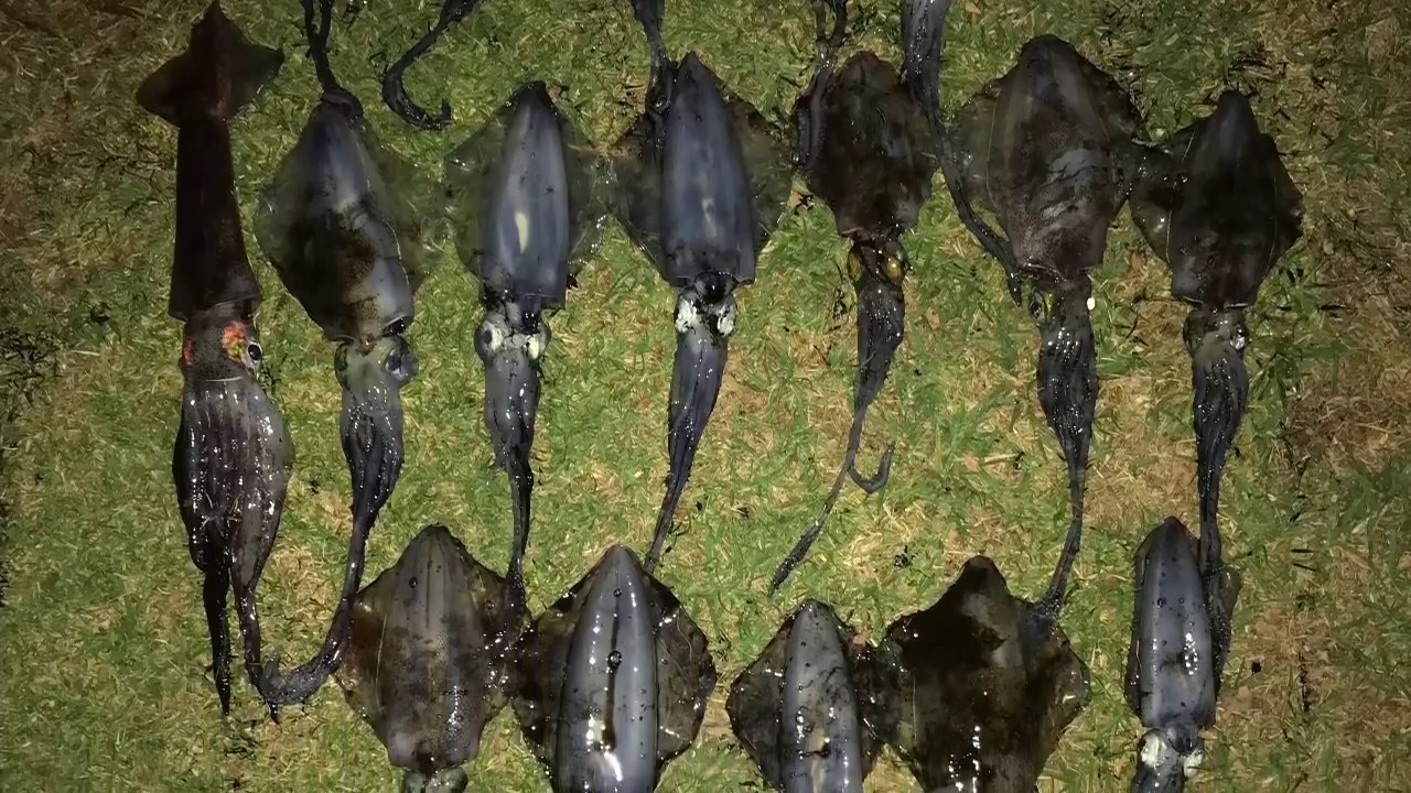 Port Phillip bay epic squid fishing