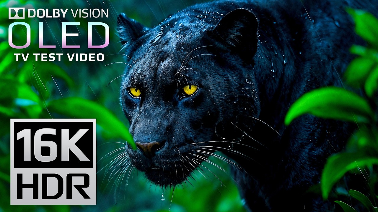 Ultimate 16K HDR Video 120 FPS | Dolby Vision OLED Test Demo