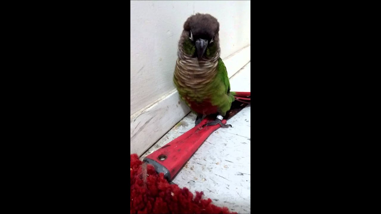 Funny green cheek conure