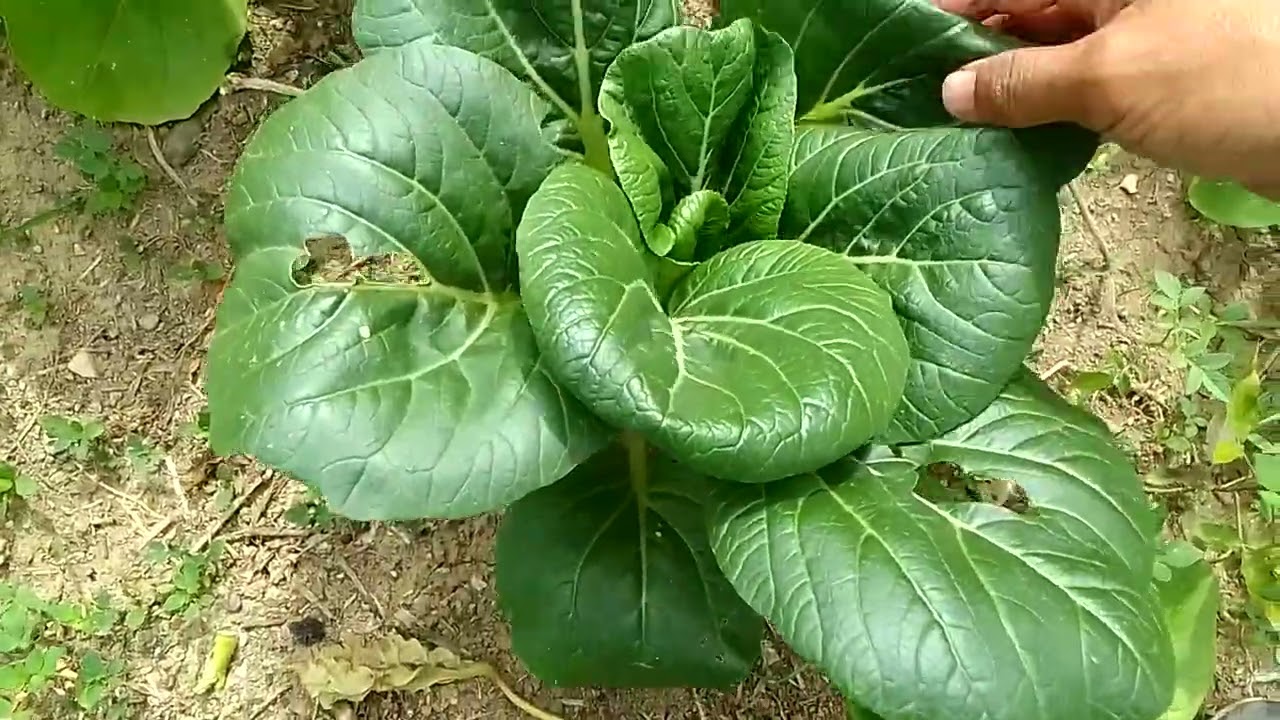 Harvest time: Purely organic petchay#organic