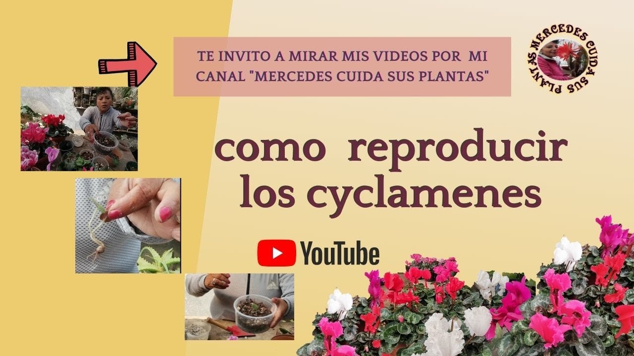 Cuatro pasos para la reproducción del ''Cyclamen'' .🌷🌱
