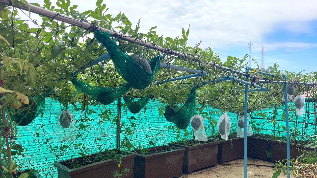 How I Grow Water Melon In Pot  From Seeds To Harvest Ripe Fruits.