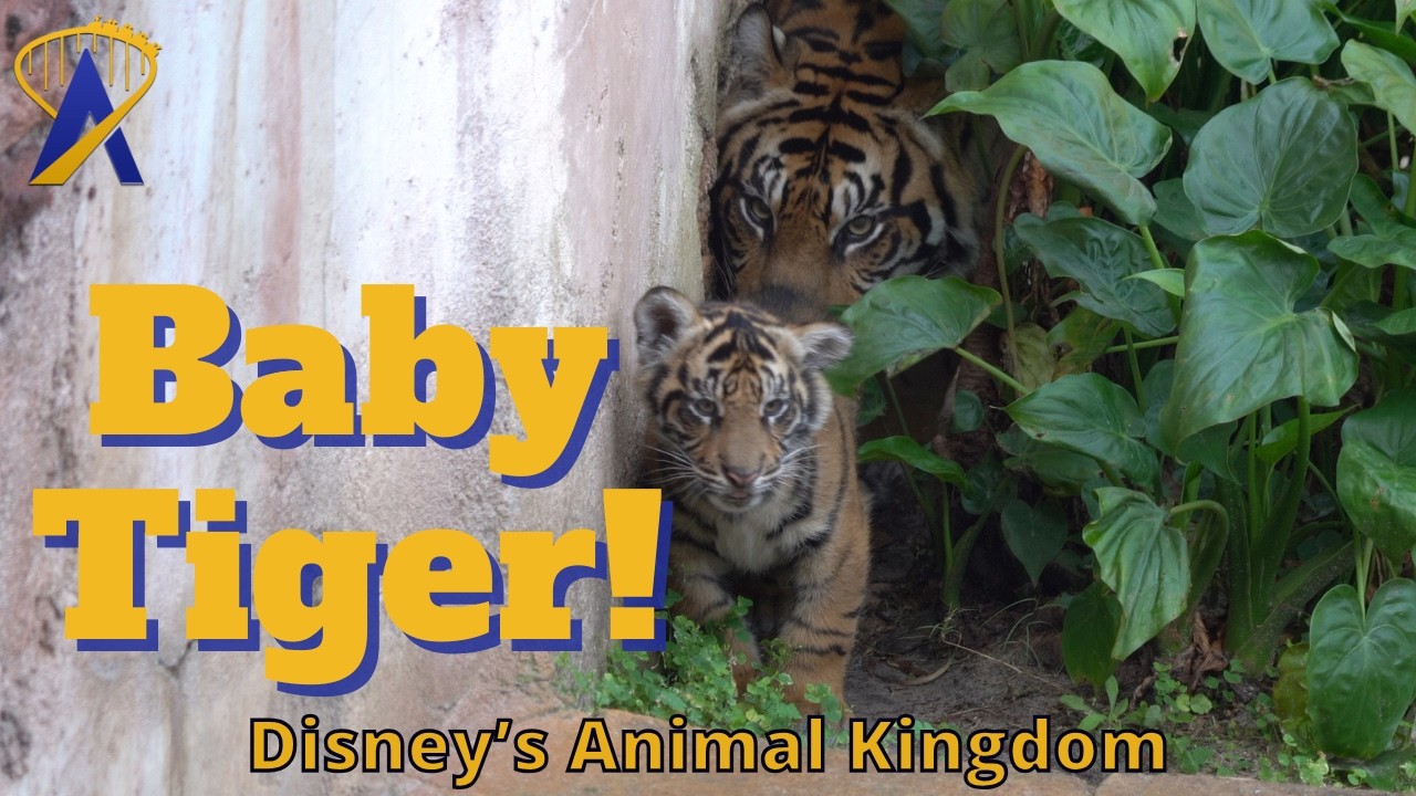 Baby Tiger Bakso's First Steps Into the Habitat at Disney's Animal Kingdom