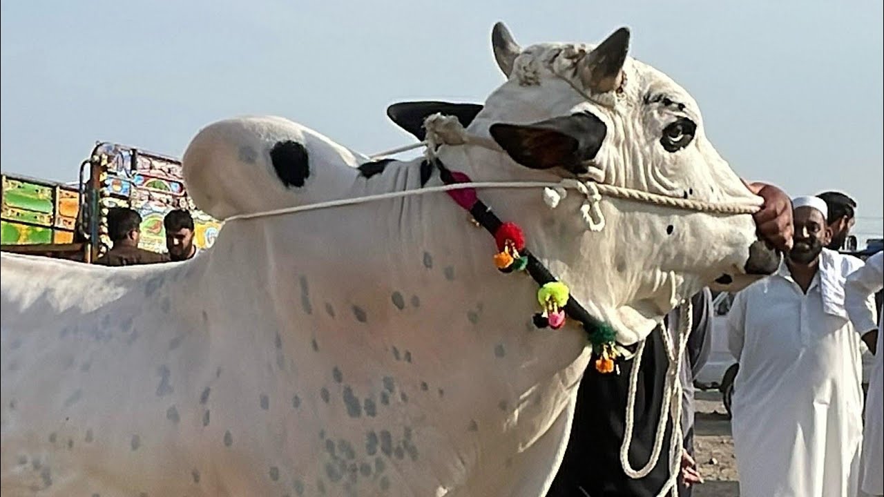 Mandra mandi Rawat latest update ll part 2 ll domail mandi ll Bakra Eid 2025