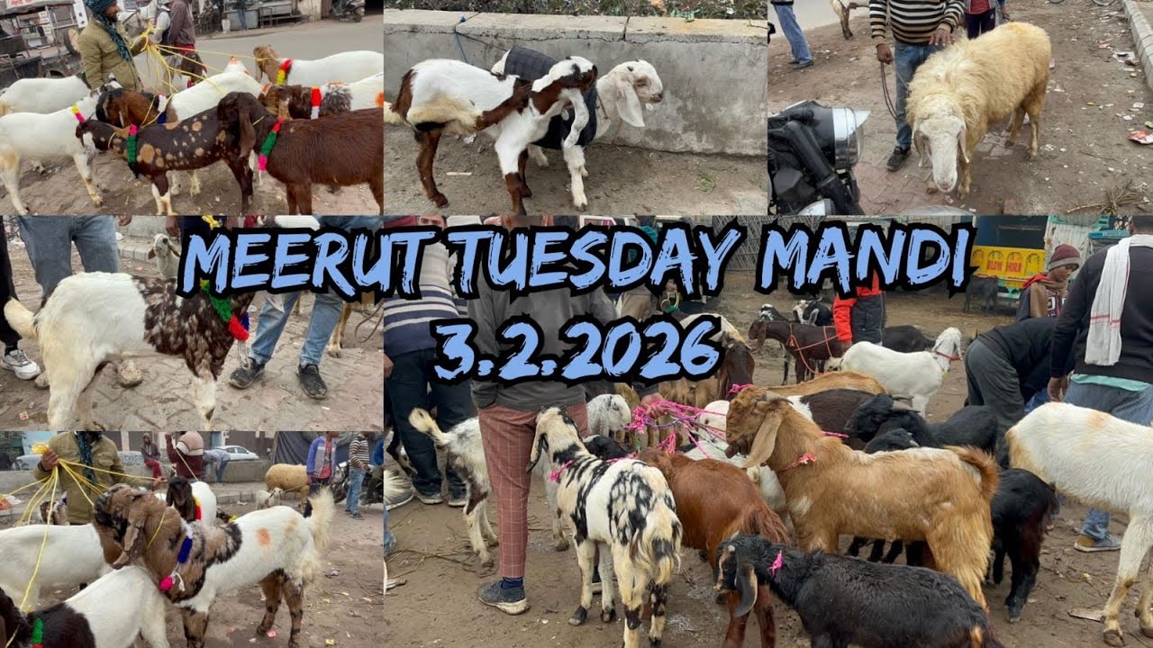 Meerut Tuesday Bakra Mandi 3 February 2026 